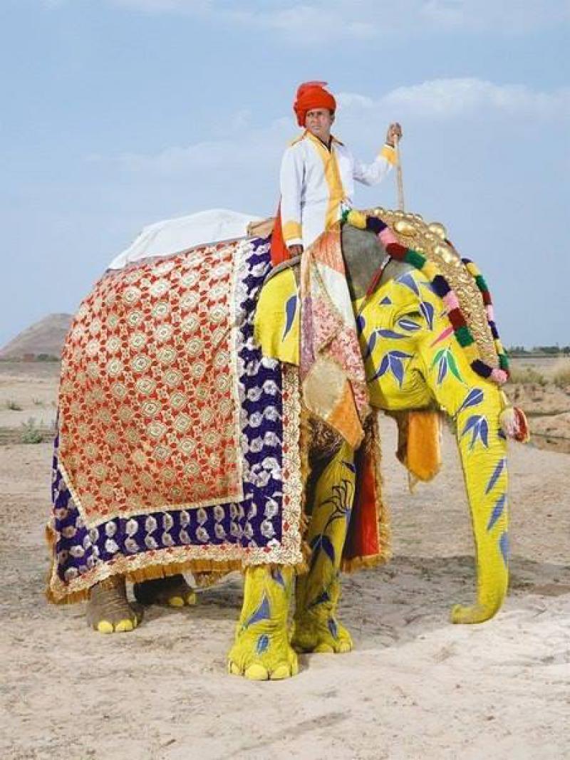 Фестиваль слонов в Индии.