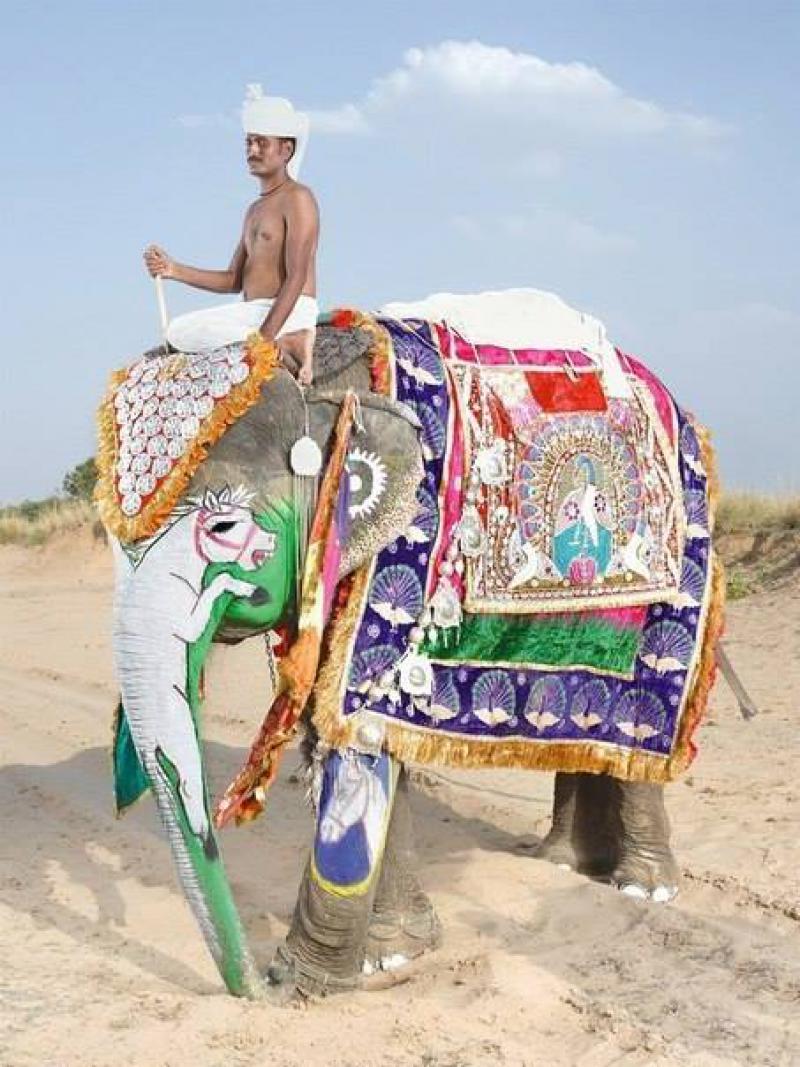 Фестиваль слонов в Индии.