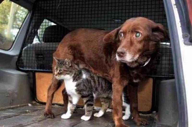 Кошка стала поводырем для слепого пса.