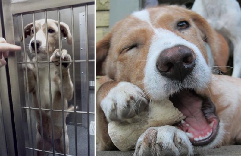 15 животных до и после того, как их забрали из приюта