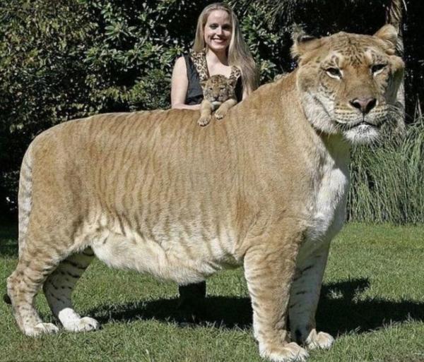 15 самых больших животных-рекордсменов