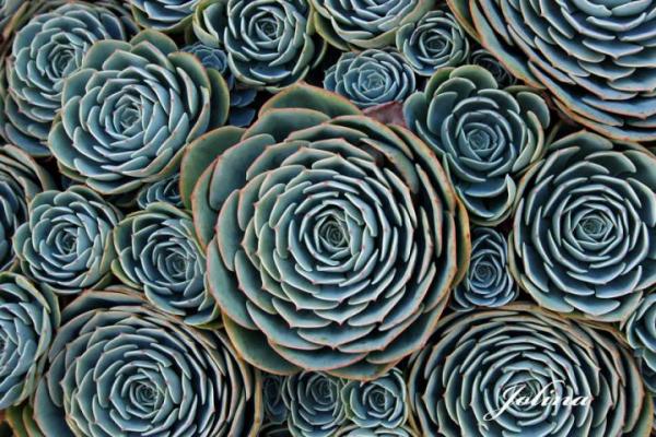 Геометрия в природе: 18 потрясающих растений, которые гипнотизируют с первого взгляда.