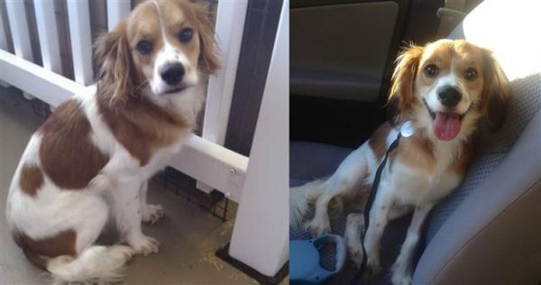 16 собак до и после того, как их забрали из приюта
