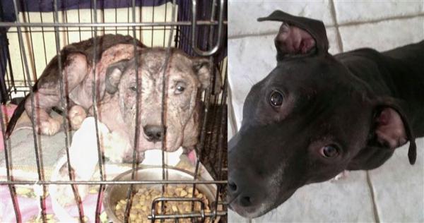 16 собак до и после того, как их забрали из приюта