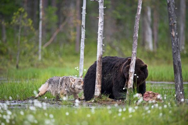 Пример невероятной дружбы медведя и волка. У этих двоих есть чему поучиться людям!