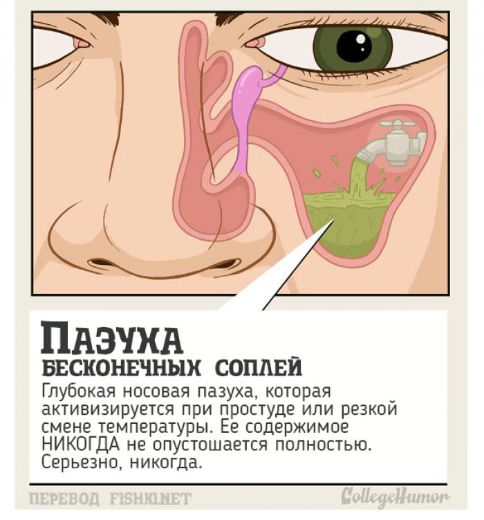 10 тайных органов человеческого тела, о которых вы и не подозревали 10 тайных органов человеческого тела, о которых вы и не подозревали органы, человеческое тело, юмор
