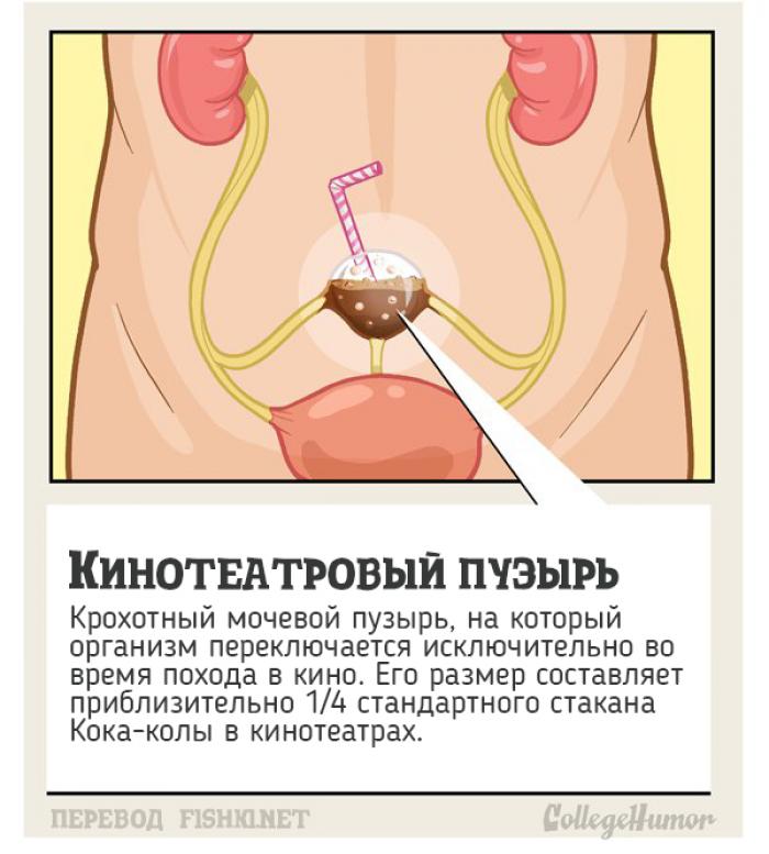 10 тайных органов человеческого тела, о которых вы и не подозревали 10 тайных органов человеческого тела, о которых вы и не подозревали органы, человеческое тело, юмор