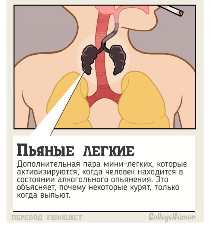 10 тайных органов человеческого тела, о которых вы и не подозревали 10 тайных органов человеческого тела, о которых вы и не подозревали органы, человеческое тело, юмор