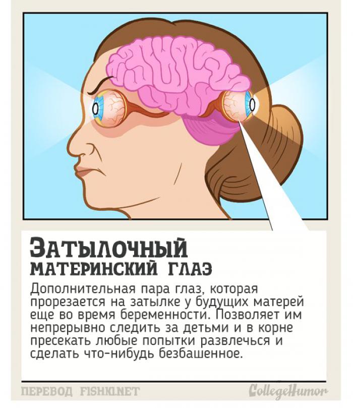 10 тайных органов человеческого тела, о которых вы и не подозревали 10 тайных органов человеческого тела, о которых вы и не подозревали органы, человеческое тело, юмор